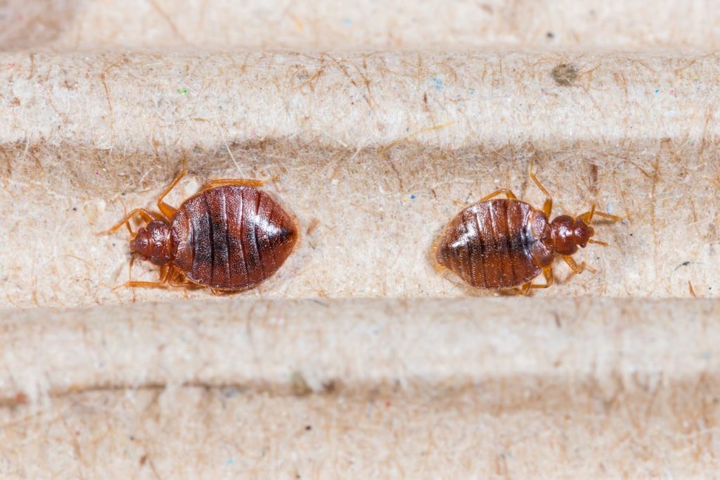 Where Do Bed Bugs Come From Pest Control Guelph 6865