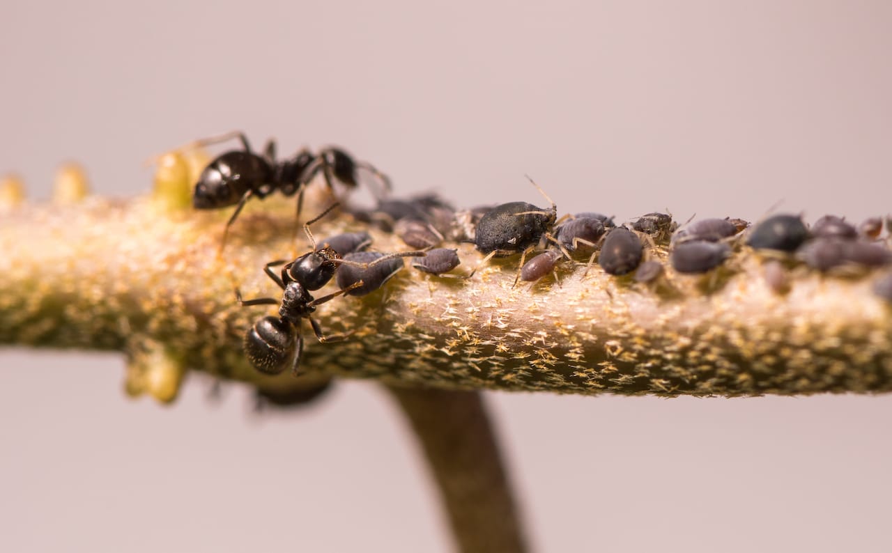 How to get rid of summer ants - Pest Control Guelph