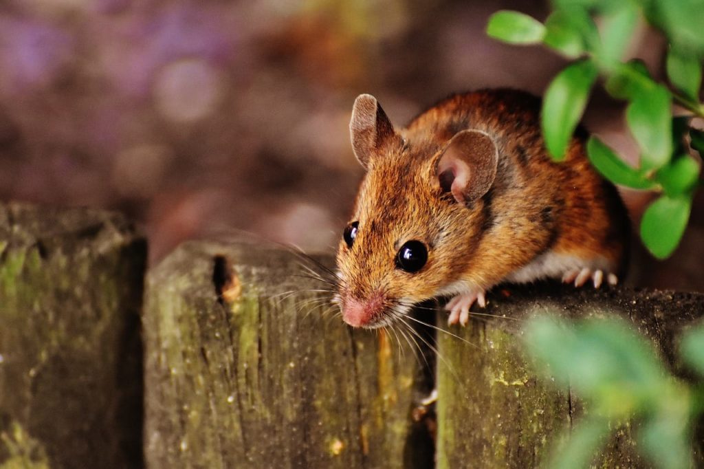 Problems Mice Can Cause in a Home