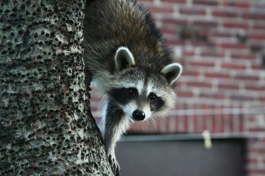 How To Keep Raccoons Away From Your Backyard Pest Control Guelph