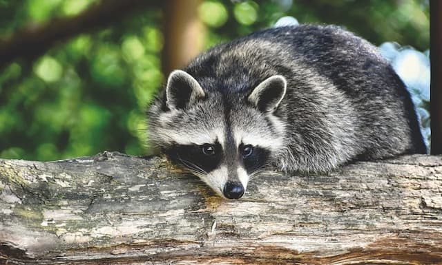 Tips on How to Clean Up After Raccoon Infestation