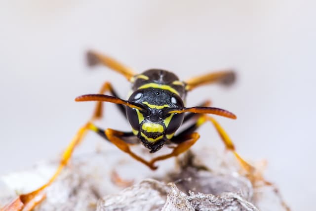 How to Deal with Wasps in Your Garden