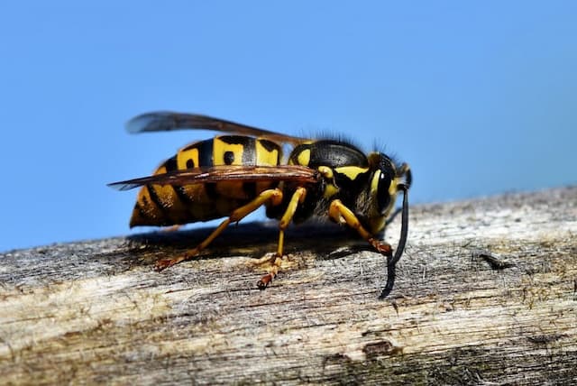Need-to-Know Facts about Wasps