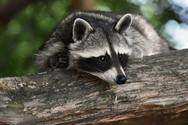 Why Raccoons Dangerous for Your Pets