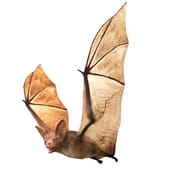 bat removal guelph