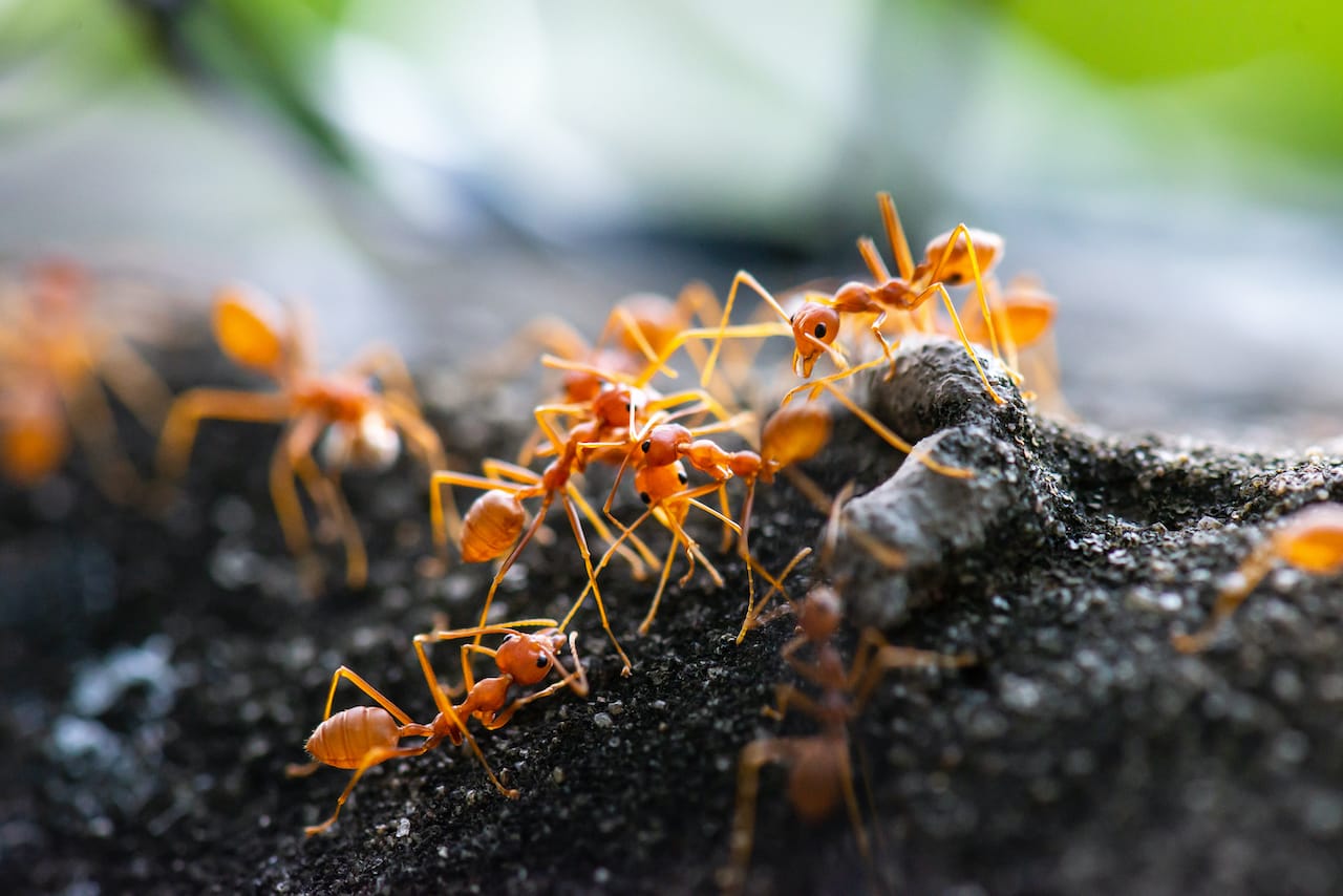 How to Find a Carpenter Ants Nest - Pest Control Guelph