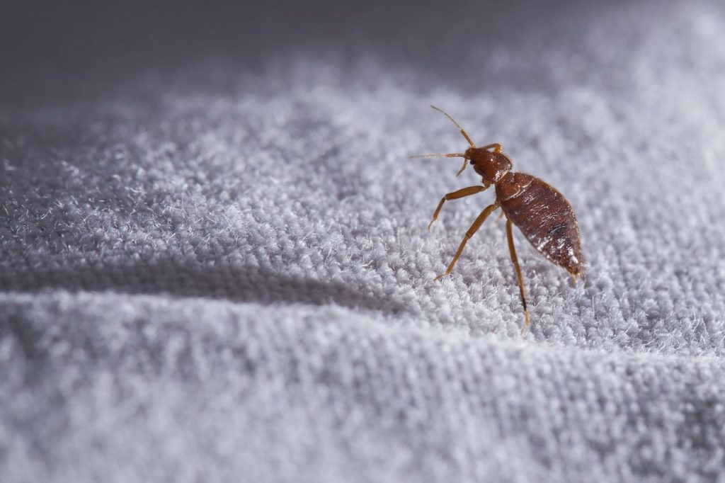 How to Prevent Spreading Bed Bugs to Others