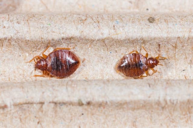 Where Do Bed Bugs Come From