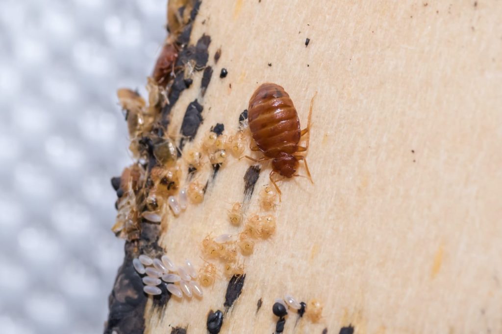 Where Do Bed Bugs Hide?