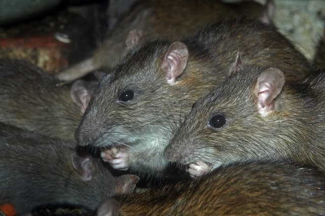 rat feces and health concerns