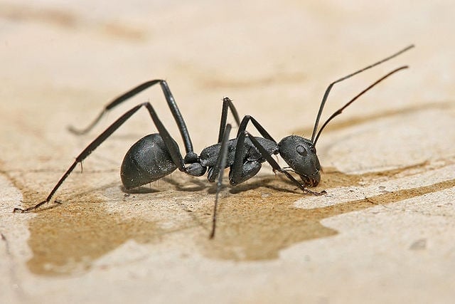 How carpenter ants sniff food