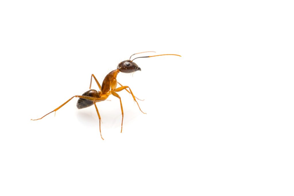 Tips for quickly eliminating large ant infestations