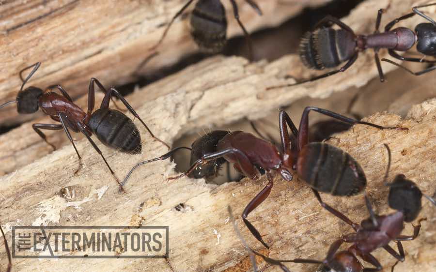 Allergic reactions to carpenter ant bites