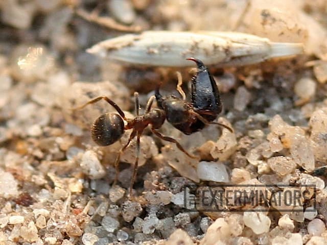 do carpenter ants like cellulose insulation