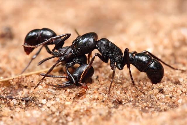 Signs of Carpenter Ants in the House