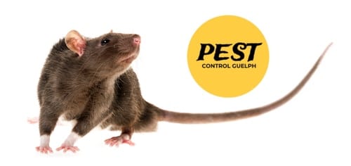 pest control guelph - professional extermination services