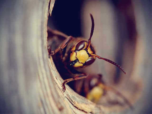 Can a yellow jacket sting more than once