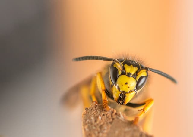 Can a yellow jacket sting more than once