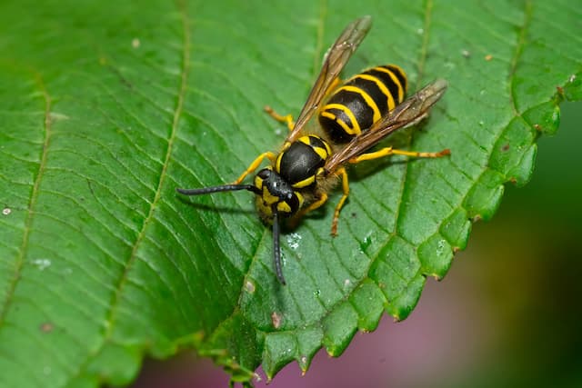 Do wasps hunt other flying insects