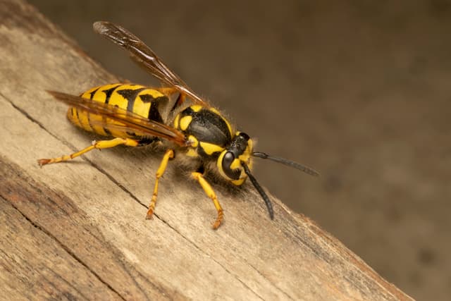 Do wasps hunt other flying insects