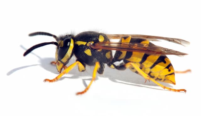 Do wasps leave when the nest has been broken up - Pest Control Guelph