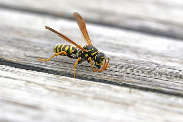 Do wasps leave when the nest has been broken up