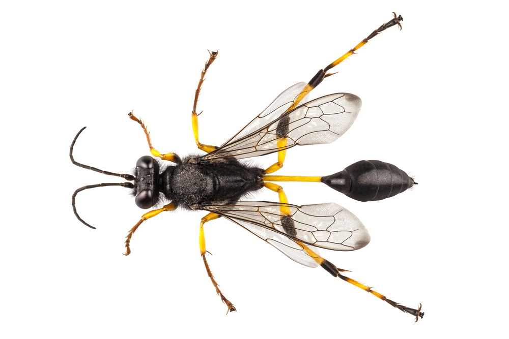 Types of wasps that are very aggressive in Ontario - Pest Control Guelph