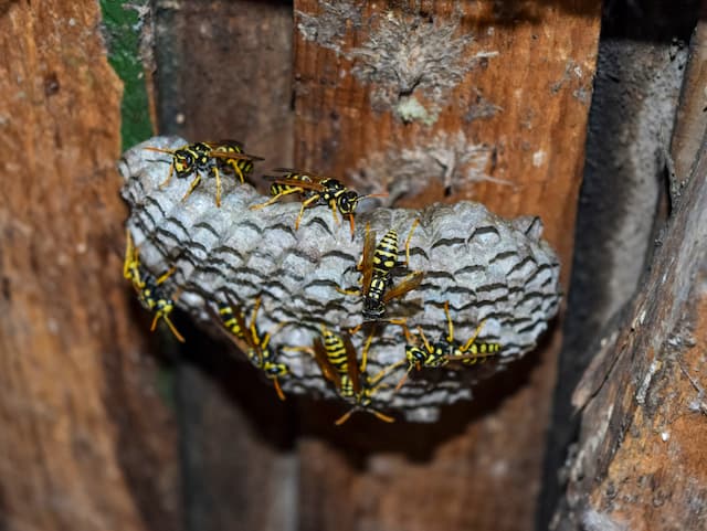 How deep in the ground is a yellow jacket nest - Pest Control Guelph