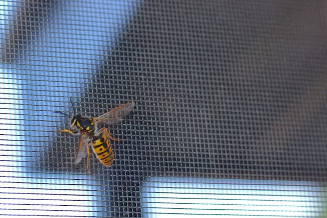 How long do hornets and wasps live