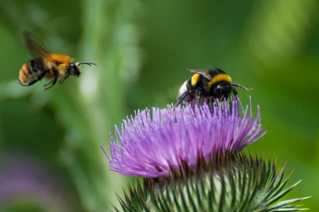 How to distinguish bees and wasps