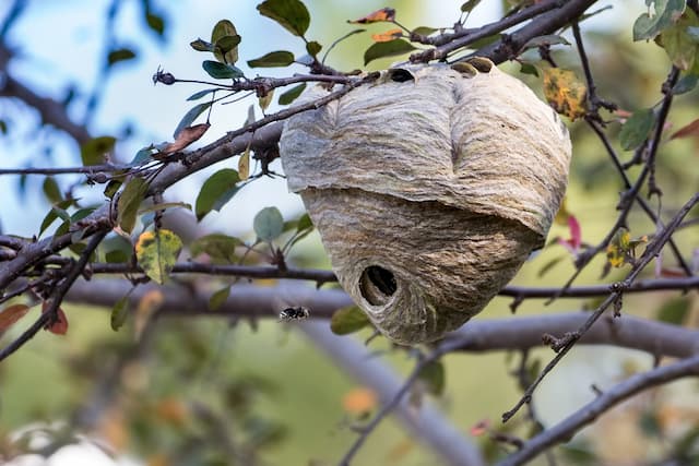 How to get rid of a wasps nest in a tree