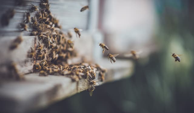 How to identify bees and wasp nests