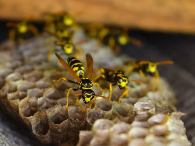 How to identify bees and wasp nests