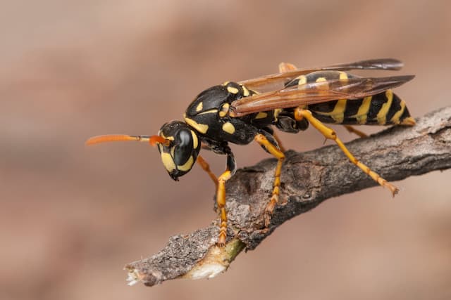 How to remove hornets nest