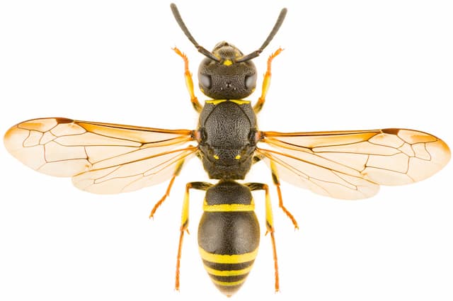 Types of wasps that are very aggressive in Ontario