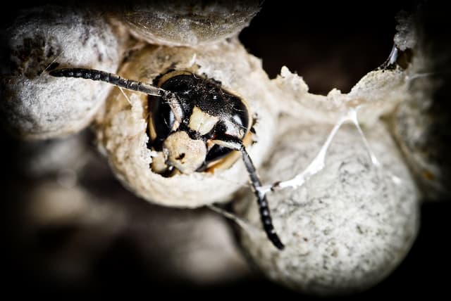 What you need to know about bald-faced hornet infestation
