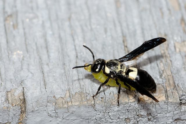 What you need to know about bald-faced hornet infestation
