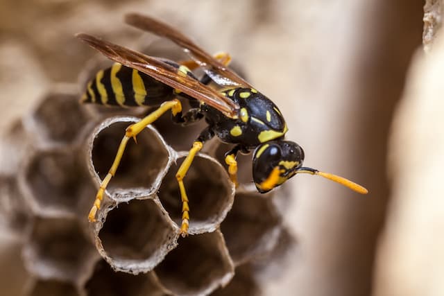Whats the difference between wasps and yellowjackets