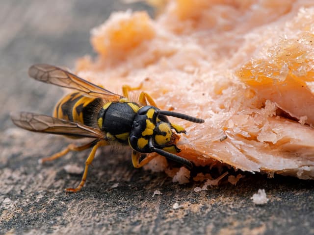 Yellow jacket removal tips and solutions
