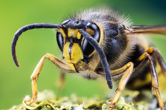 How to remove hornets nest