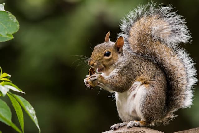 Do Squirrels Transmit Rabies