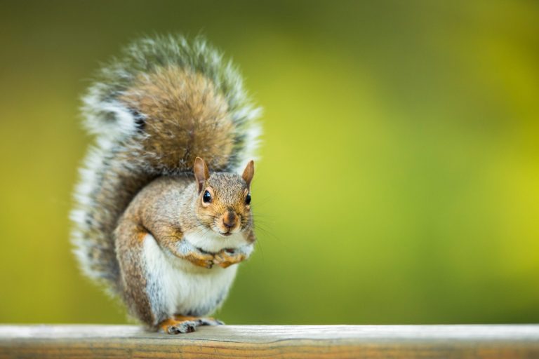 How to Remove Squirrels Humanely - Pest Control Guelph