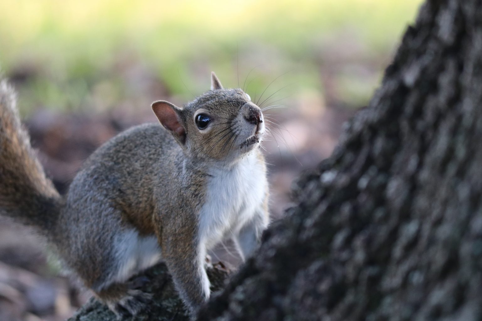 The Dangers of a Squirrel Invasion in the Attic - Pest Control Guelph