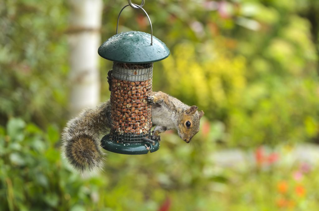 What are Some Good Spring Squirrel Invasion Prevention Tips?