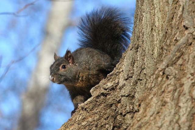 What Attracts Squirrels to Your Property