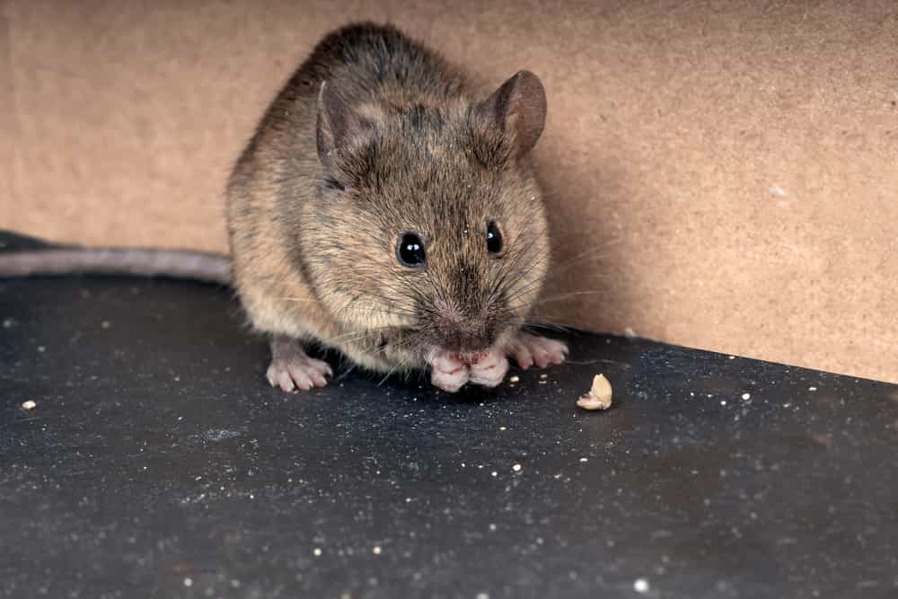 Can Different Families Of Mice Occupy Different Parts Of The House? 