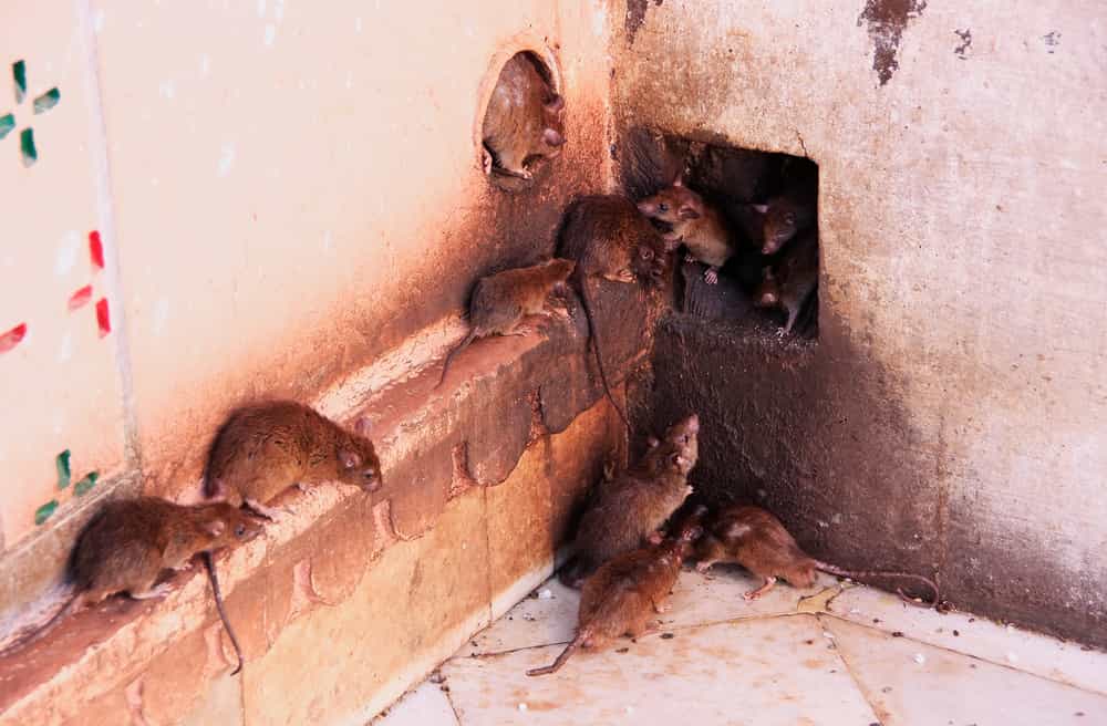 How Do I Kill Rats in My Backyard