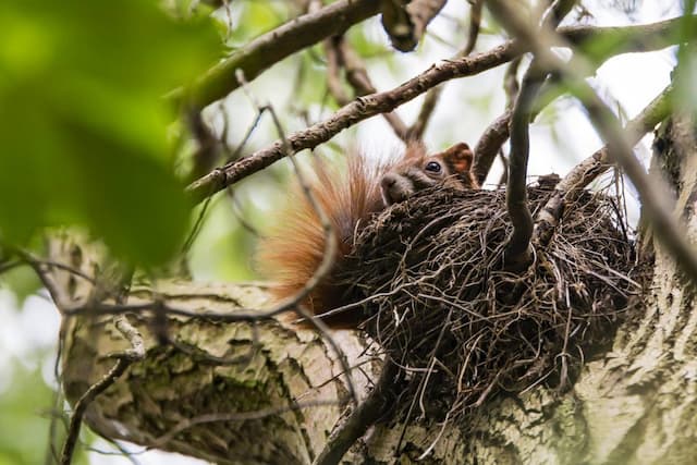 How to Properly Remove Squirrel Nest
