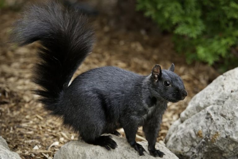 Is There a Difference Between Grey and Black Squirrels? - Pest Control