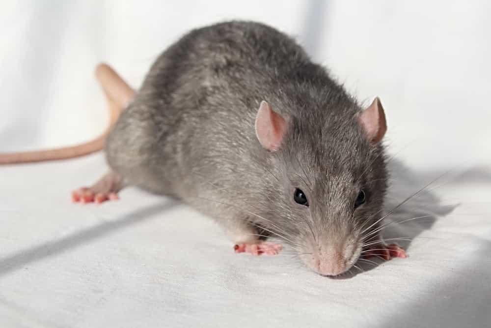Is There a Difference Between Mouse and Rat Traps? 